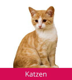 katzen